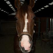 DSP Møgelholts Cartier *R.I.P* Savnet <3