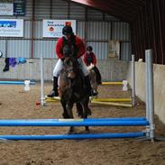 Koldblodstraver Backa Tessa <3 *Soulmate