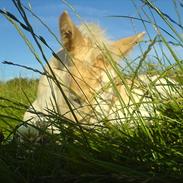 Haflinger Nikoline