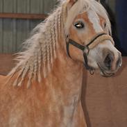 Haflinger Nikoline