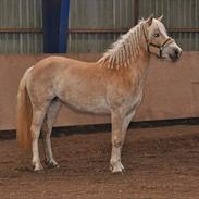 Haflinger Nikoline