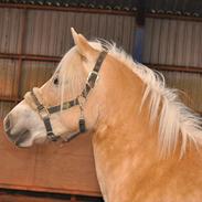 Haflinger Nikoline