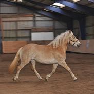 Haflinger Nikoline