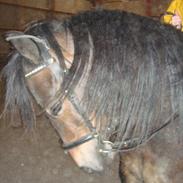 Welsh Cob (sec D) Pretty Promise