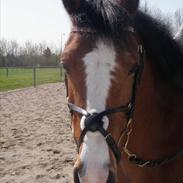 Irsk Sportspony Royal Benjamin *RIP*