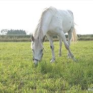 Knabstrupper Alexsander