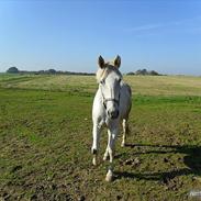 Knabstrupper Alexsander