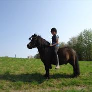 Shetlænder Zeus/Nulle!..<3 (Passer)