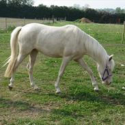 Palomino Stald Englunds Nadine