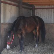 Oldenborg Rosa af vester Ravhede