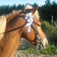 Islænder Galdur fra Lindehøj