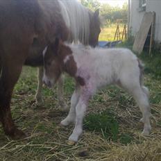 Shetlænder Rødsandgaards Baby 