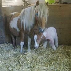 Shetlænder Rødsandgaards Baby 