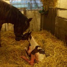 Pinto Malibu Passion