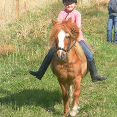 Anden særlig race Columbine (Givet væk)