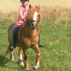 Anden særlig race Columbine (Givet væk)