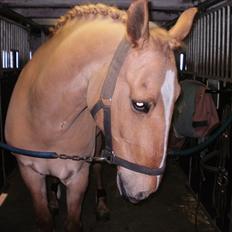 Anden særlig race <3 Rabondi <3 *SOLGT*