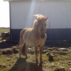 Anden særlig race - Ponko<3 R.I.P D'; ||Tidl. Passer||