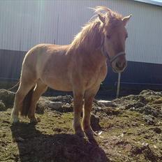 Anden særlig race - Ponko<3 R.I.P D'; ||Tidl. Passer||