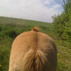 Anden særlig race - Ponko<3 R.I.P D'; ||Tidl. Passer||