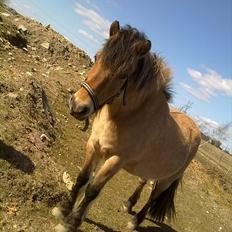 Fjordhest - Perle<3 ||Passer||