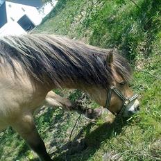 Fjordhest - Perle<3 ||Passer||