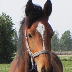 Anden særlig race Stabygårds Meegosh