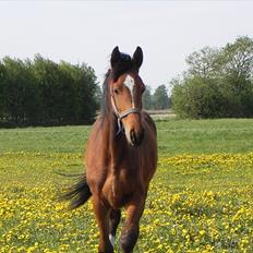 Anden særlig race Stabygårds Meegosh