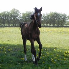 Anden særlig race Stabygårds Meegosh