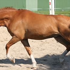 Anden særlig race Lucky Diamond 