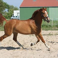 Anden særlig race Lucky Diamond 