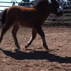 Miniature Fiskergårdens Tino