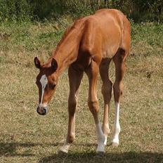 Dansk Varmblod J'adore