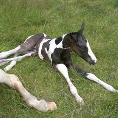 Dansk Varmblod Hedens Pacifique