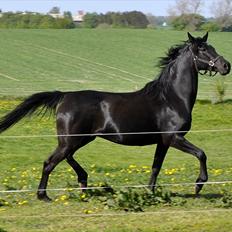 Arabisk fuldblod (OX) Sarí Glory Dahma