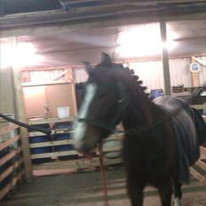 New Forest Olandes Mattes