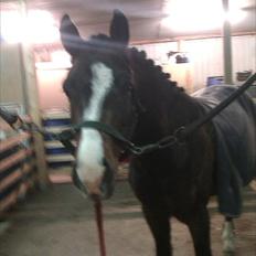 New Forest Olandes Mattes