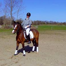 New Forest Olandes Mattes