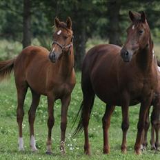 Anden særlig race roosgårdens jasmin (SOLGT ) R.I.P