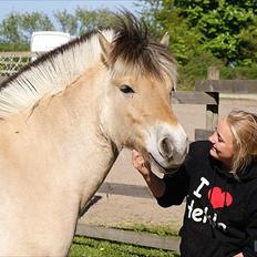 Fjordhest Emil