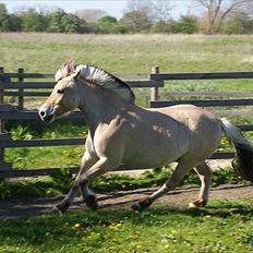 Fjordhest Emil