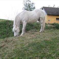 Anden særlig race Frisser (Might'N Magic)