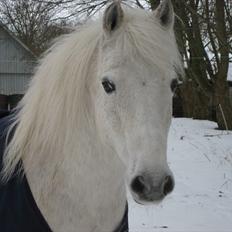 Anden særlig race Frisser (Might'N Magic)