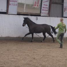 DSP Hedemands Ayla *R.I.P*