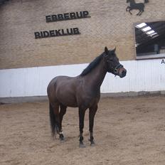 DSP Hedemands Ayla *R.I.P*