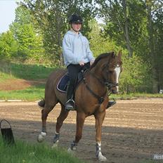 Hollandsk Sportspony Monarch Van Klaverborch