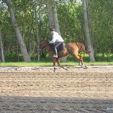 Hollandsk Sportspony Monarch Van Klaverborch