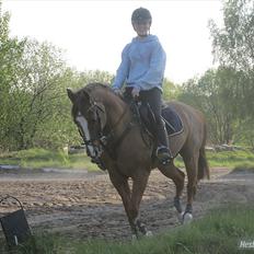 Hollandsk Sportspony Monarch Van Klaverborch