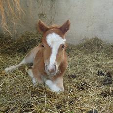 Dansk Miniature Kidings One and Only