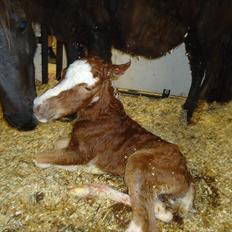 Dansk Miniature Kidings One and Only